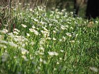 c1359 flowers 